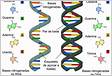 DNA o que é, estrutura, composição e diferença do RNA